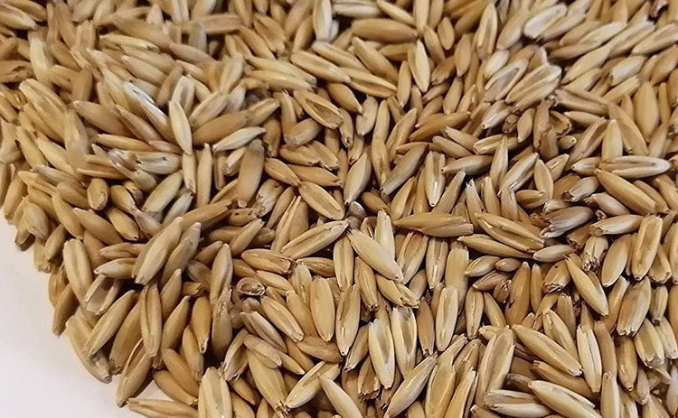 جو درجه یک