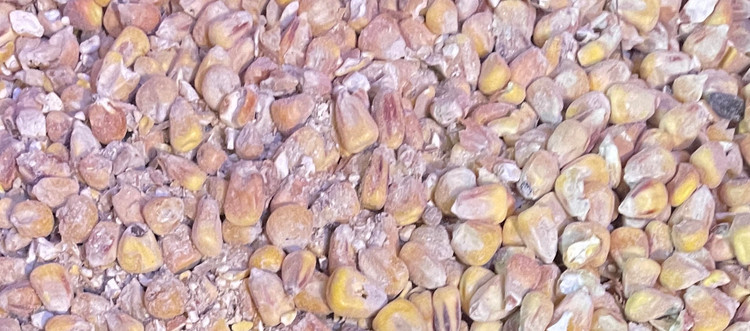 ذرت دام و پرندگان