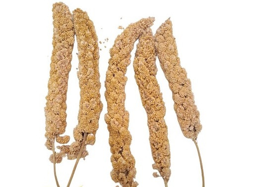 ارزن خوشه ای 120 گرمی